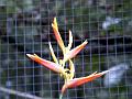 17a - Parc des Mamelles - Zoo 035